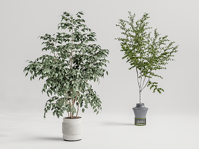 Modern Potted Plant 3d model