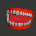 Dental Jaw Model With Red Base And White Artificial Teeth Structure