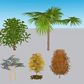 Various Types of Arbor Trees with Different Foliage Colors and Shapes in Collection