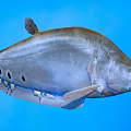 Silver Gray Fish With Dorsal Fin And Black Spots On The Side In Blue Background