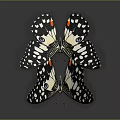 Two Colorful Butterflies With Black White Wings Flying On Gray Background