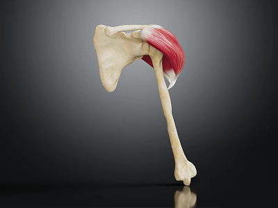 3D Anatomical Model of Human Hip Joint Showing Bone and Muscle Structure 3d model