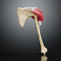 3D Anatomical Model of Human Hip Joint Showing Bone and Muscle Structure