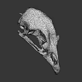 Detailed White Bird Skull Isolated On Dark Background With Intricate Features 3d model