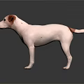 White Dog With Brown Ears Standing On Dark Floor With Reflection