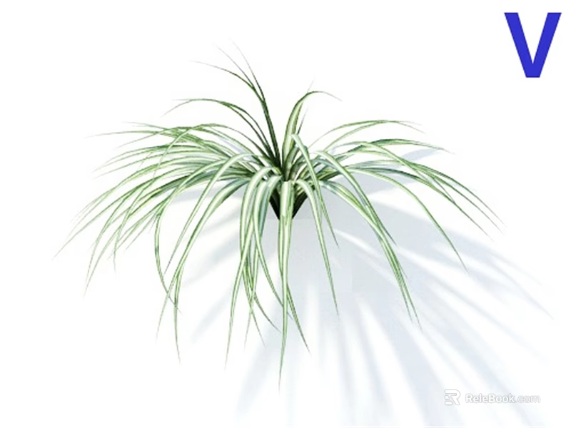 Green Grass Plant With Slender Leaves And White Stripes On White Background 3d model 