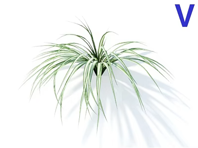 Green Grass Plant With Slender Leaves And White Stripes On White Background 3d model