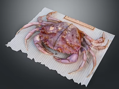 Whole Fresh Purple Crab on White Wrinkled Paper with Small Knife 3d model