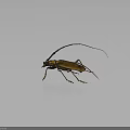 Longhorn Beetle With Long Antennae Long Legs Yellow Black Body On Gray Background With Reflection