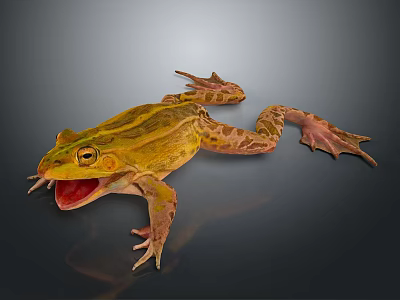 Yellow Striped Frog With Open Mouth And Webbed Feet On Dark Background 3d model