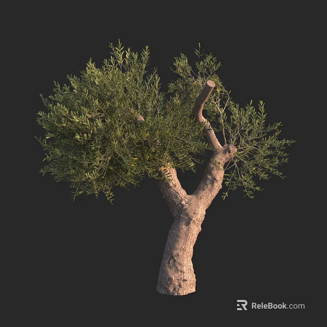 Olive Tree with Thick Trunk Lush Green Leaves and Natural Branches 3d model 
