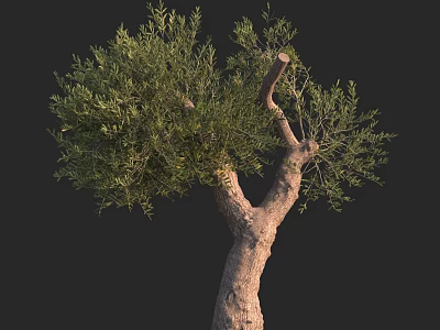 Olive Tree with Thick Trunk Lush Green Leaves and Natural Branches 3d model
