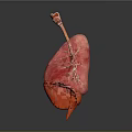 Human Lungs 3D Anatomical Model With Pink Lobes And Trachea Structure 3d model