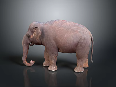 Detailed 3D Rendered Elephant Standing on Black Background with Reflective Surface Effect 3d model