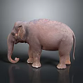 Detailed 3D Rendered Elephant Standing on Black Background with Reflective Surface Effect