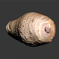 Fresh Whole Taro Root With Natural Brown Skin And Smooth Surface