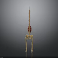 Anatomical 3D Model Of Human Organ And Hair With Spine Pelvis Structure