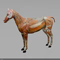 Detailed Horse Anatomy Model Showing Muscle Structure Organ Details And Hair Traits