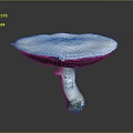 Large White Mushroom With Umbrella Shaped Cap And Textured Stem On Gray Background
