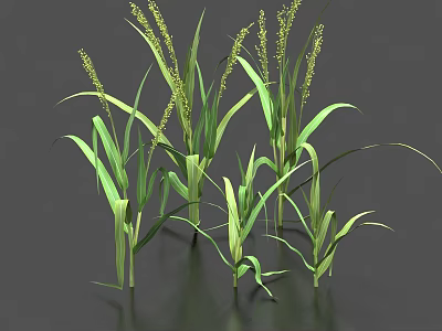 Green Grain Crop With Long Leaves And Yellow Spikes Against Black Background With Reflections 3d model