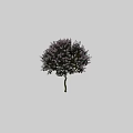 Lush Lilac Tree With Abundant Purple Flowers And White Trunk In Full Bloom