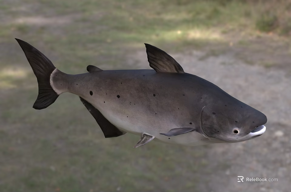 Large Dark Colored Spotted Fish As Aquatic Animal Species With Unique Traits 3d model 