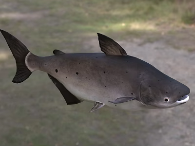 Large Dark Colored Spotted Fish As Aquatic Animal Species With Unique Traits 3d model