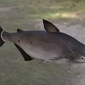 Large Dark Colored Spotted Fish As Aquatic Animal Species With Unique Traits