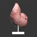 Anatomical Organ And Hair Structure Model With Red Texture On White Display Stand