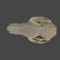 Detailed Animal Skull 3D Model In Science Lab For Anatomical Research
