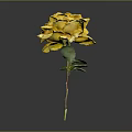 Beautiful Yellow Rose with Green Stem and Leaves on Gray Background
