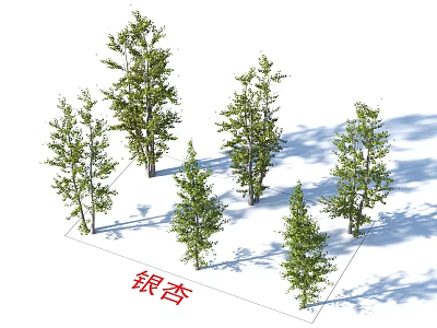 Ginkgo Trees As Ornamental Landscape Plants With Green Foliage And Shade 3d model