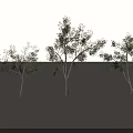 Tall Deciduous Trees With Green Foliage And White Trunks Arranged In Row