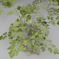 Fresh Parsley Herb Also Known as French Parsley Used in Aromatic Culinary Dishes