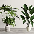 Two Different Potted Plants With Green Leaves In White Pots For Modern Home Decor