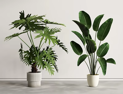Two Different Potted Plants With Green Leaves In White Pots For Modern Home Decor 3d model