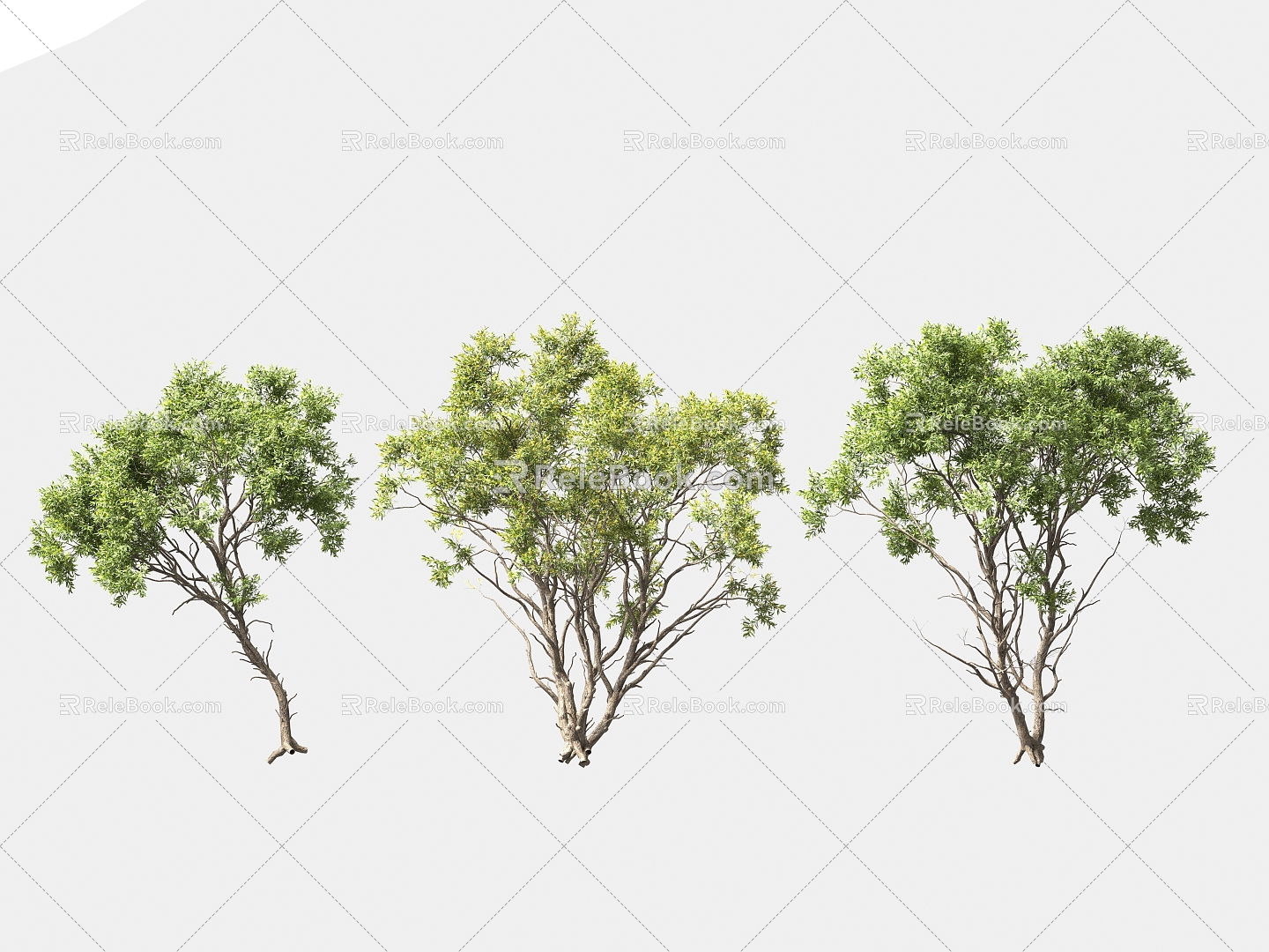 Greening Tree Garden Landscape Trees Arbor Street Trees Solitary Tree Planting 3d model