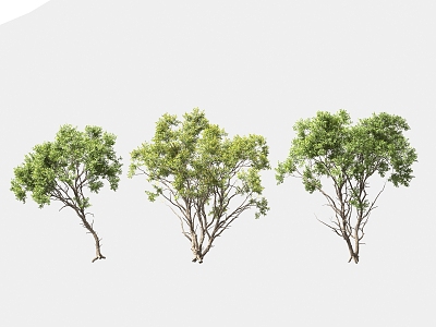 Greening Tree Garden Landscape Trees Arbor Street Trees Solitary Tree Planting 3d model