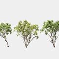 Greening Tree Garden Landscape Trees Arbor Street Trees Solitary Tree Planting 3d model