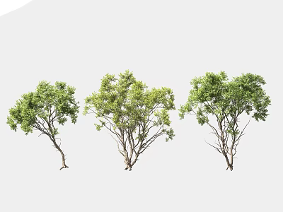 Three Arbor Trees With Lush Green Leaves And Slender Branches In Natural Setting 3d model