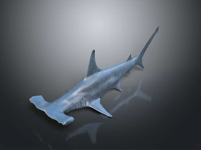 Realistic Hammerhead Shark 3D Model Showcasing Smooth Gray Surface And Lifelike Details 3d model