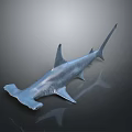 Realistic Hammerhead Shark 3D Model Showcasing Smooth Gray Surface And Lifelike Details