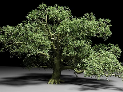 Lush Green Arbor With Thick Trunk Dense Foliage And Visible Roots 3d model