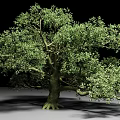 Lush Green Arbor With Thick Trunk Dense Foliage And Visible Roots