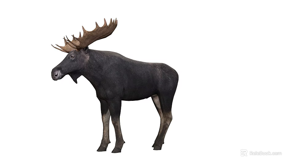 A Majestic Moose With Large Antlers Standing On White Background 3d model 