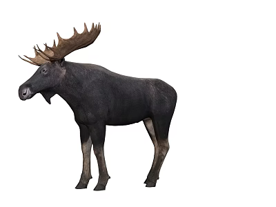 A Majestic Moose With Large Antlers Standing On White Background 3d model