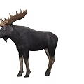 A Majestic Moose With Large Antlers Standing On White Background