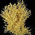 Yellow Mimosa Flowers Arranged in Grey Geometric Pattern Ceramic Vase