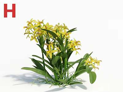 3D Rendered Yellow Orchids With Green Leaves On White Background And Shadow 3d model