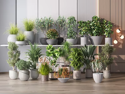 Bonsai Potted Plants Indoor Display With Various Green Plants On Shelf And Floor 3d model